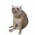 Cash Cat